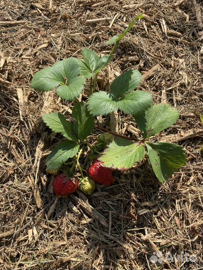 Лучшее удобрение для всего Мульча из сосны