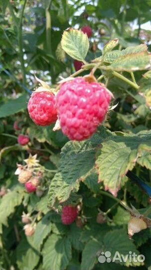 Малина, смородина