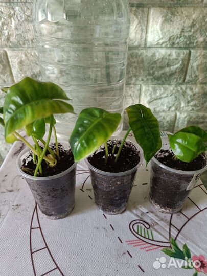 Филодендрон. Аглаонема