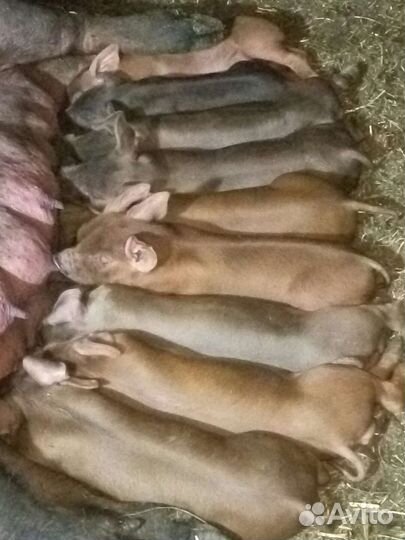 Поросята - дюрок, ландрас чистопородные на племя