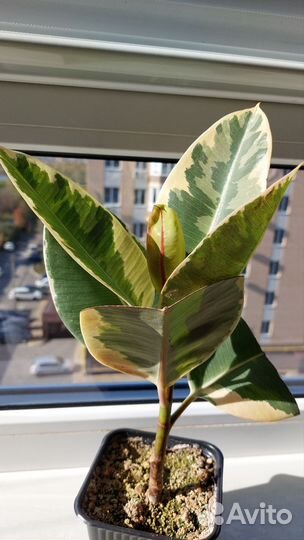 Фикус тенеке