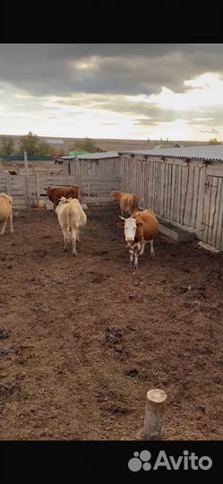 Корова стельная