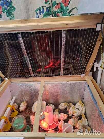 Брудер для цыплят премиум