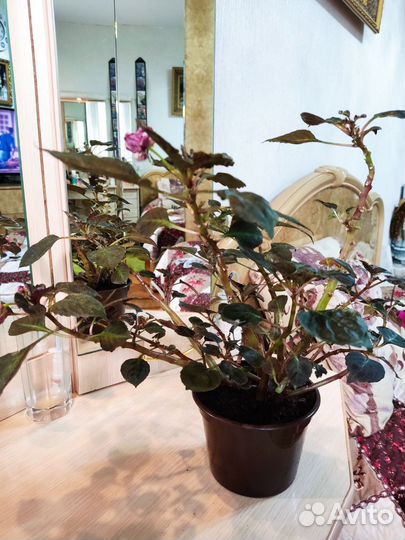 Комнатные цветы