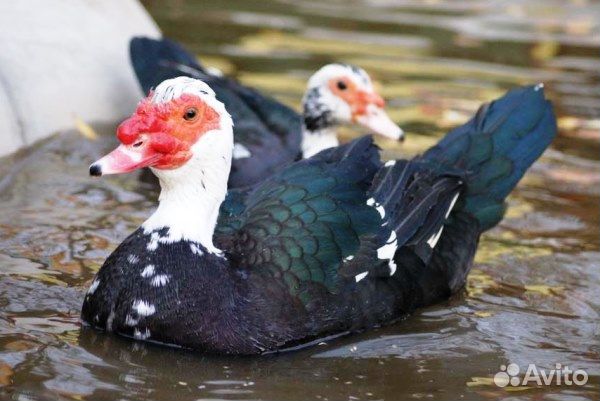 Индоутки семья