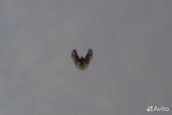 Николаевские голуби