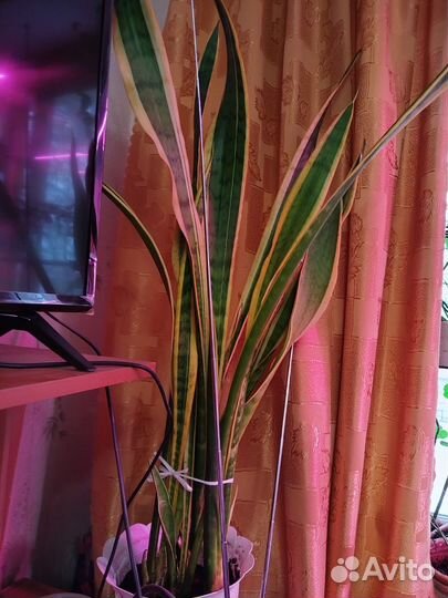 Сансевиерии сортовые,бегония,плющ хедера