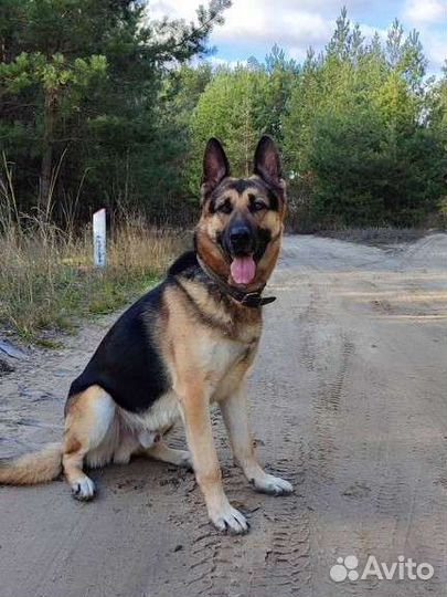 Вео кобель вязка