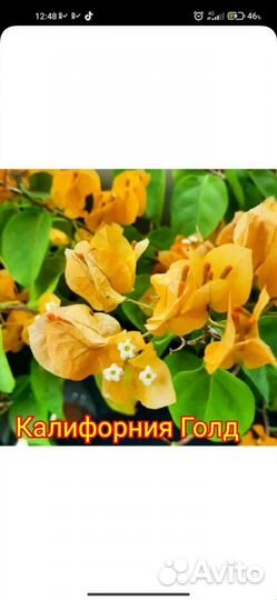 Бугенвилия