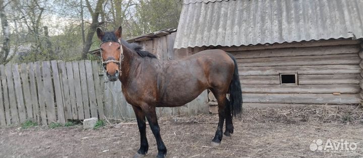 Продается кобыла