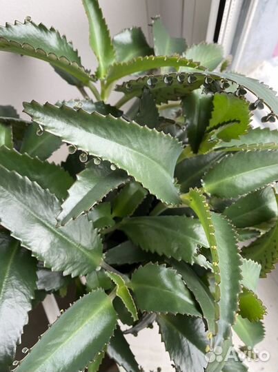 Каланхоэ лечебный