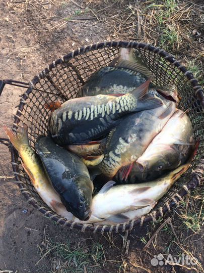 Живая рыба карп 3,5кг оптом