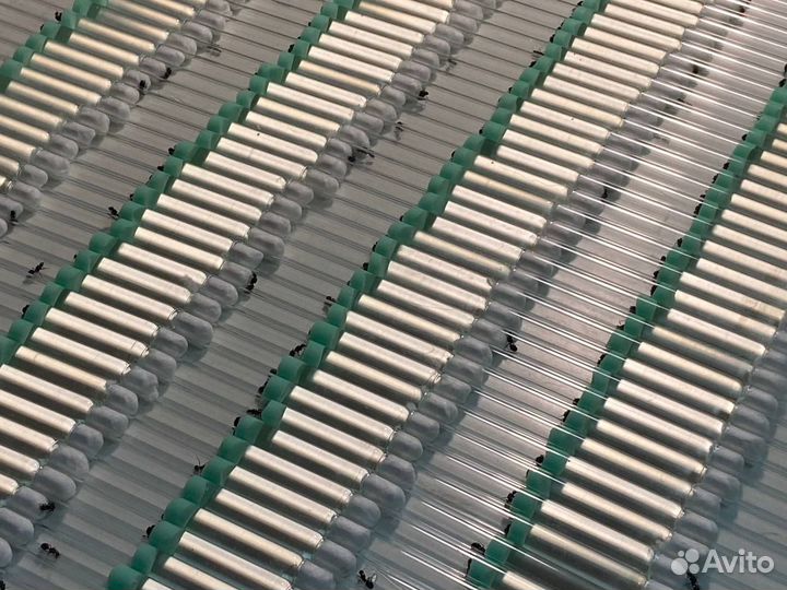 Матка жнецов оптом / Messor structor