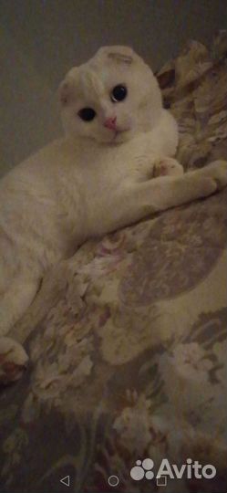 Шотландская