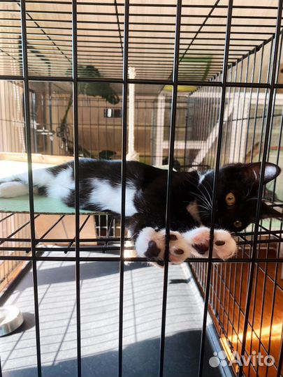 Ласковый котёнок заждался в клетке 4 м