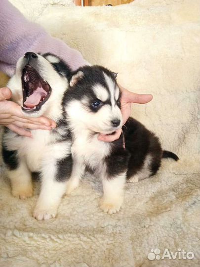 Красавцы щенки Хаски