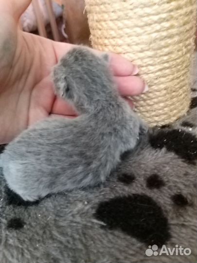 Шотландские котята