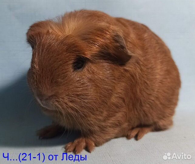 Морские свинки