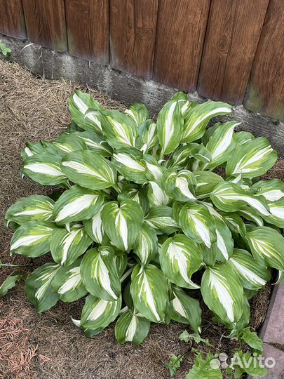 Хоста, бадан