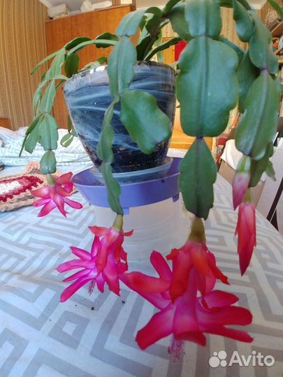 Декабрист шлюмбергера Баклей розовый