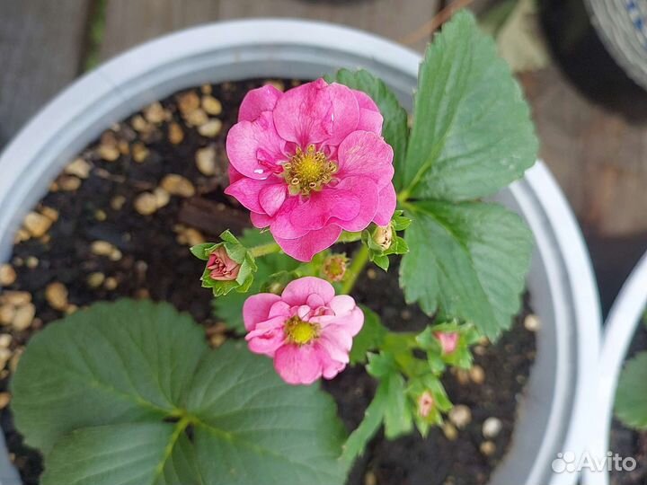 Клубника (земляника) ампельная саммер ремонтантная