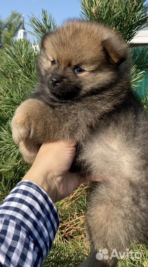 Шпиц мальчики