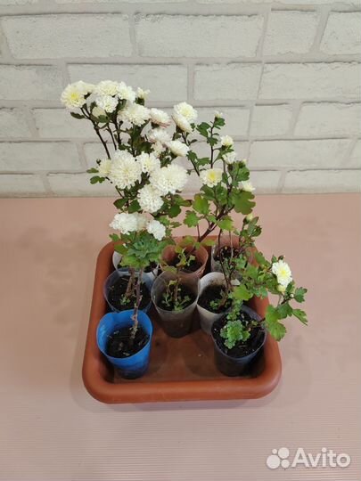 Хризантемы мультифлора