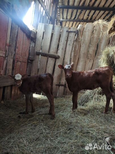 Телочки 4 месяц