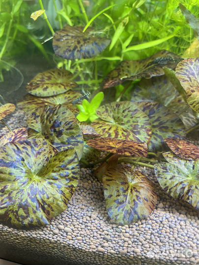 Аквариумное растение