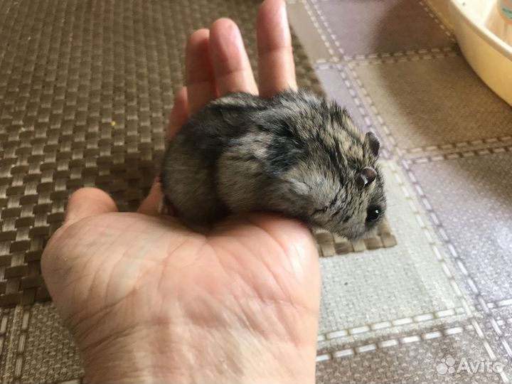 Отдаю джунгарского хомячка