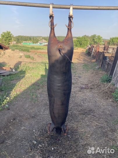 Мясо свинина