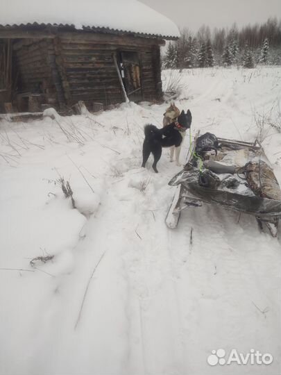 Русско европейская лайка