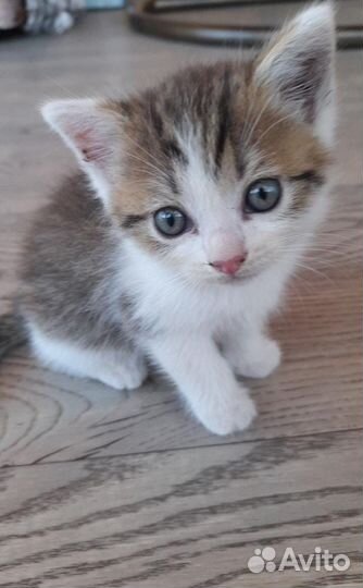 Вислоухий котенок