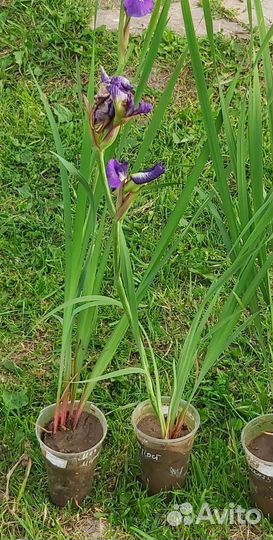 Ирисы
