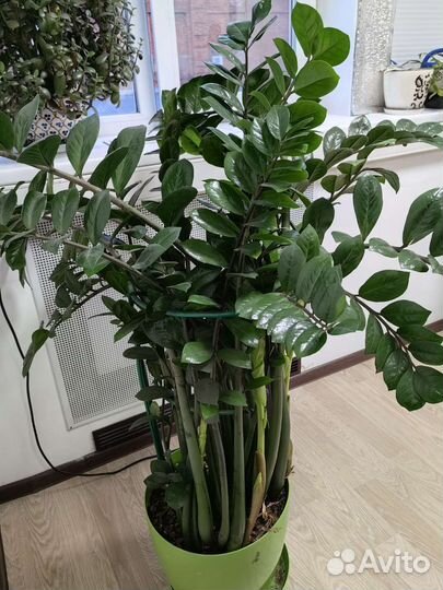 Декоративно-лиственное растение Замиокулкас