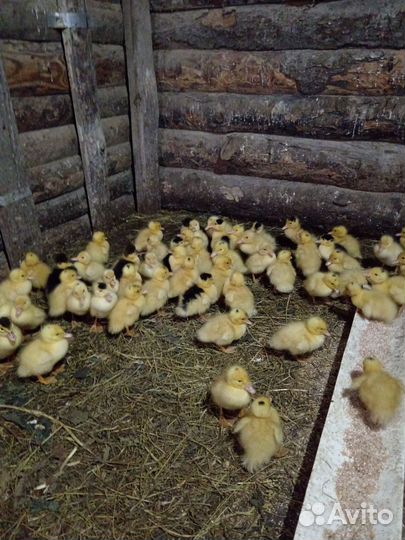 Утята муларды суточные