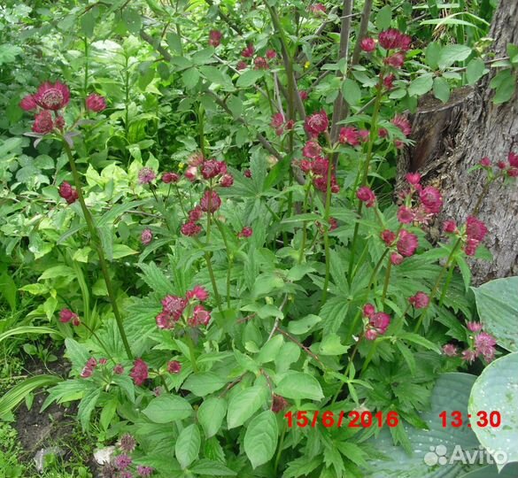 Астранция Мулен Руж