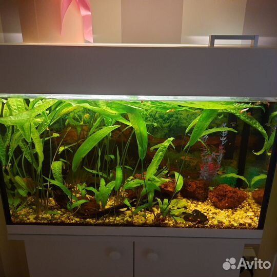 Аквариум с тумбой и рыбками