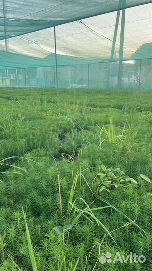 Сеянцы сосны зкс от производителя