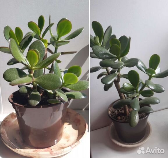 Декабрист,Алоэ древовидное, толстянка, хавортия