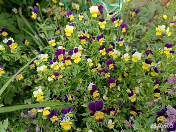 Фиалка трехцветная многолетняя или Виола садовая