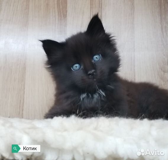 Котята мейн-кун