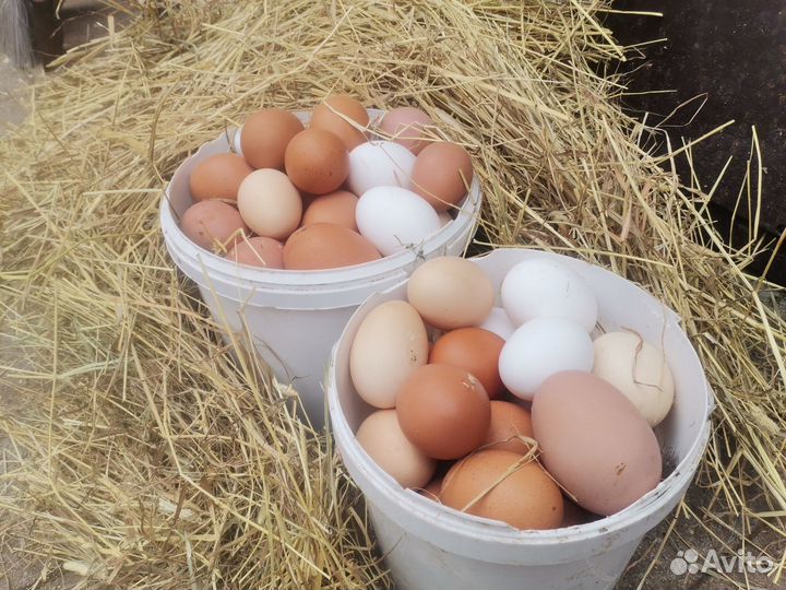 Домаш. куриные яйца