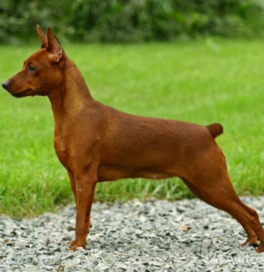 Цвергпинчер