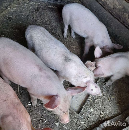 Поросята породы ландрас чистопородный