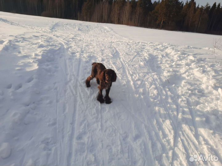 Собаки бесплатно