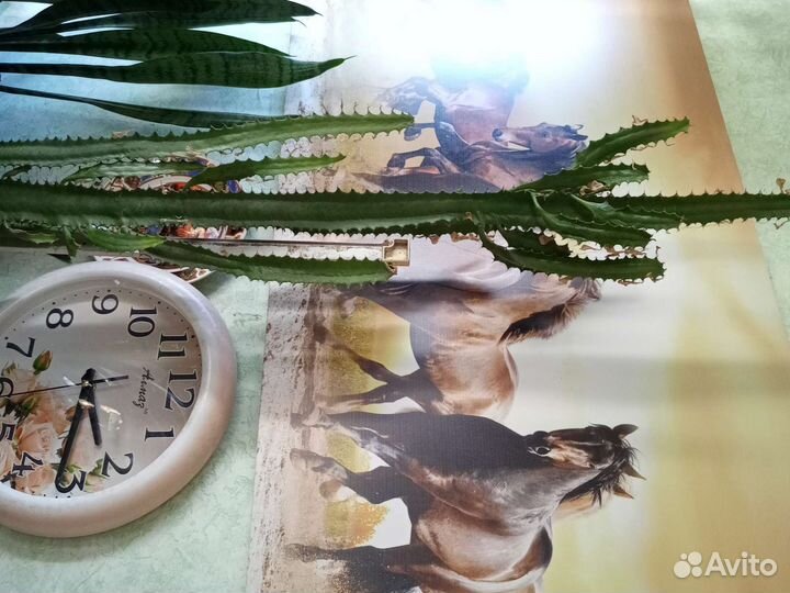 Кактус молочай