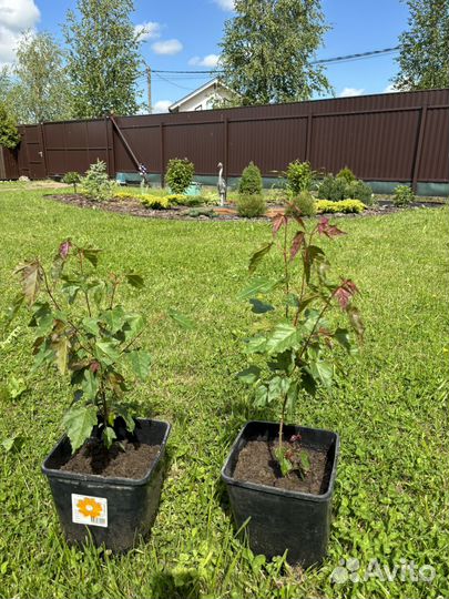 Клен гинала