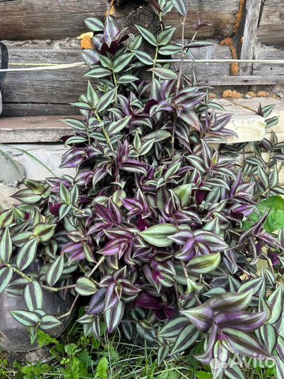 Традесканция зебрина