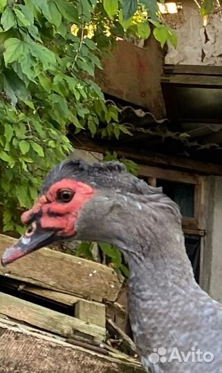 Мускусные утки тяжелые линии